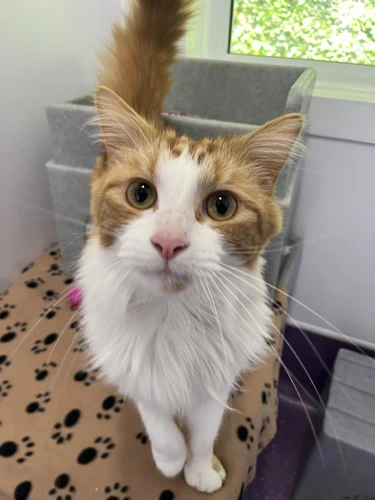 Simba