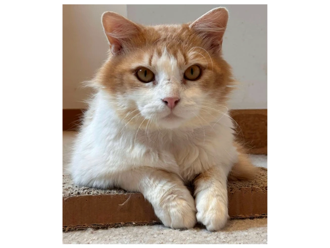 SIMBA