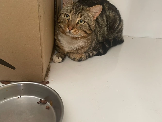 Kitkat