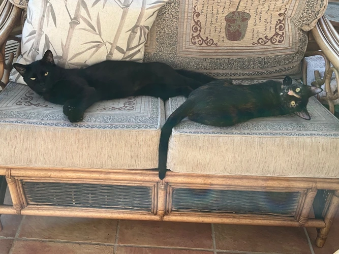 Dusty and Patch