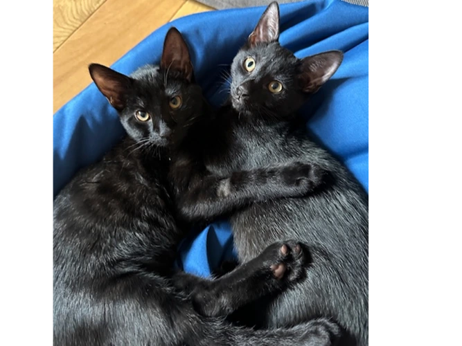 Salem and Harvey