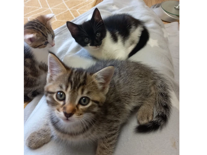 Toti, Tammi and Toni