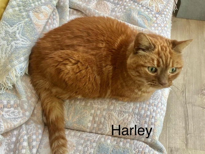 Harley