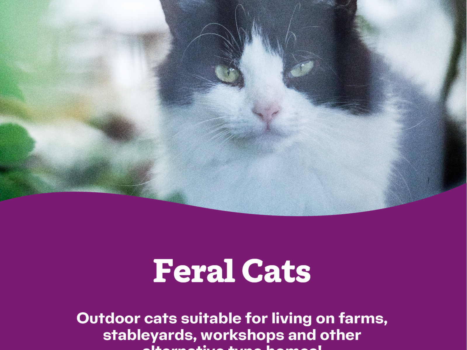 Feral Cats — Domestic Cat