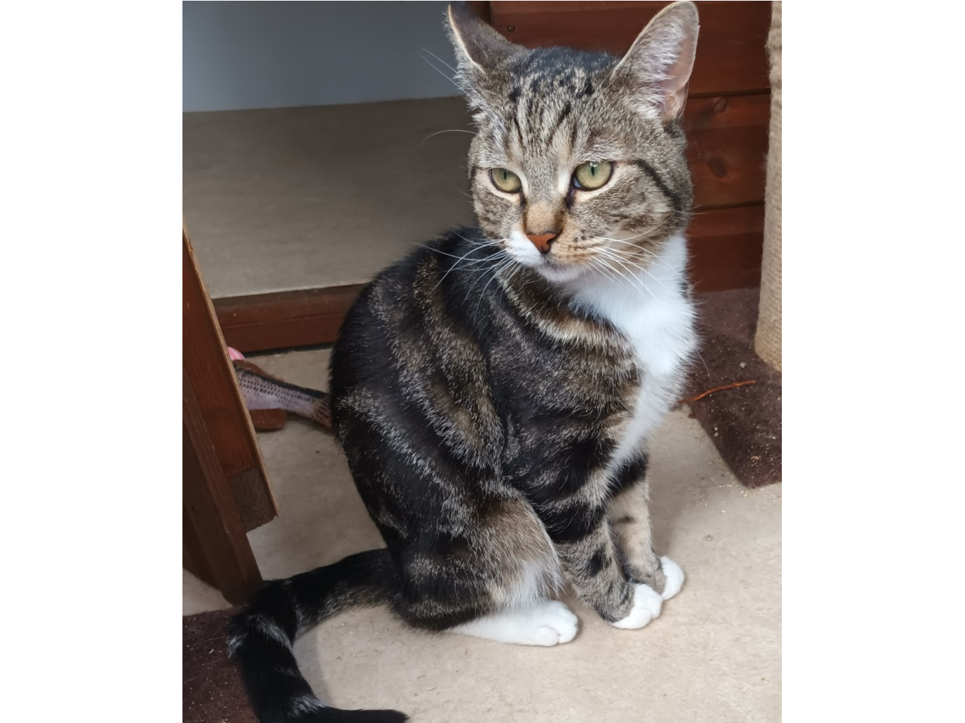 Cookie — Domestic Cat