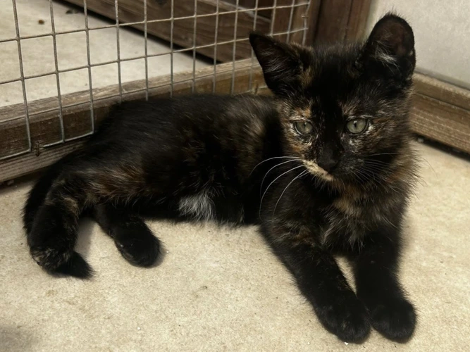 TINA