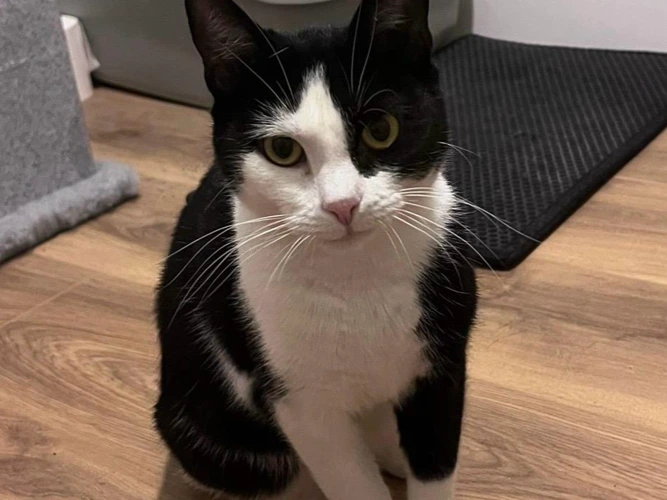 Sweetie (indoor only)