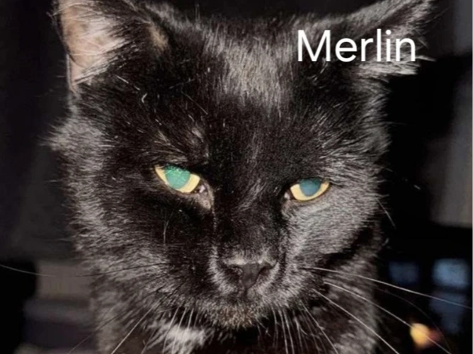 MERLIN (DH)
