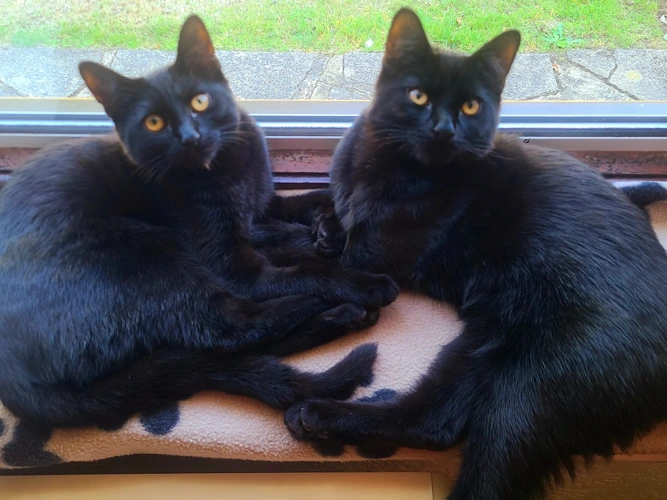 Leo & Luna