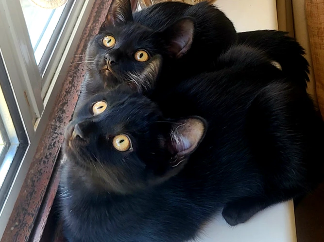 Leo & Luna