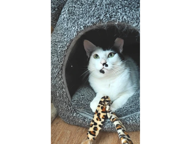 Domino