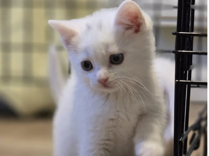 Snowball
