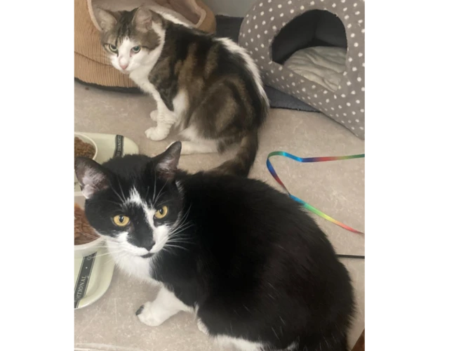 Mimi and Merlin