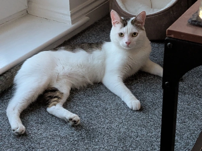 Gizmo