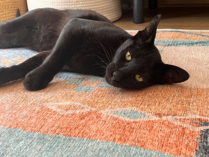Louie