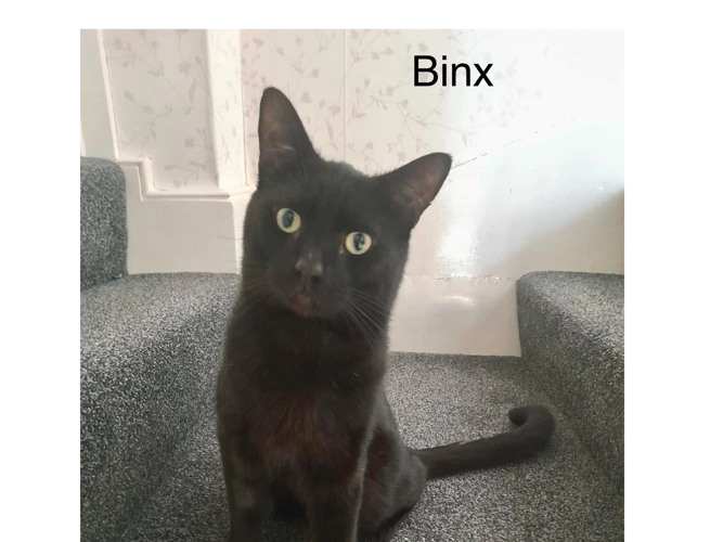 Binx