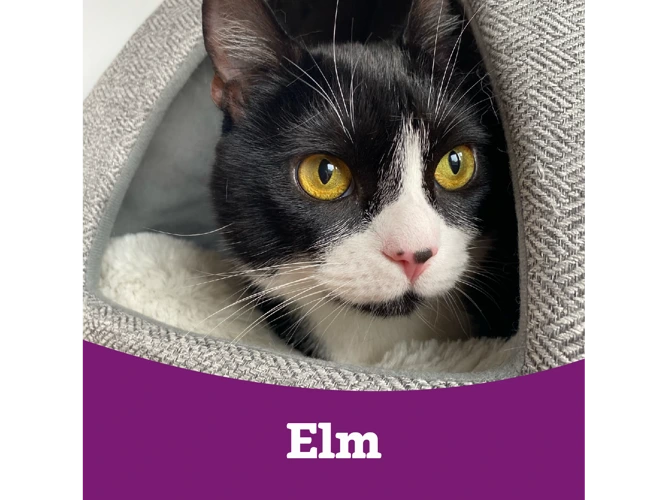 Elm