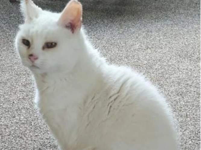 SNOWY (DH)