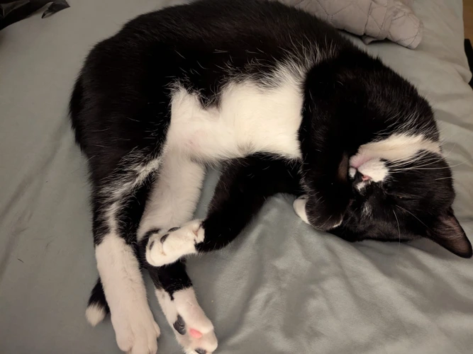 2-year-old Jesse