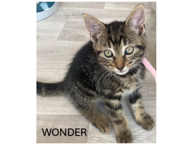 WONDER
