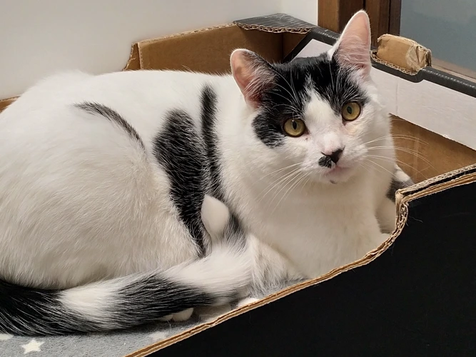 Oscar