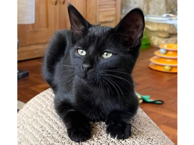 Bella