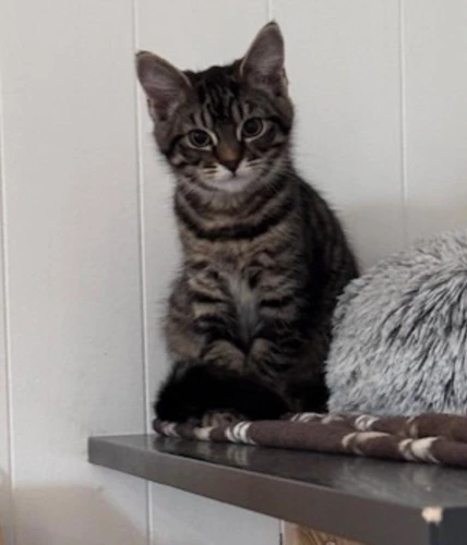 Caramel kitten