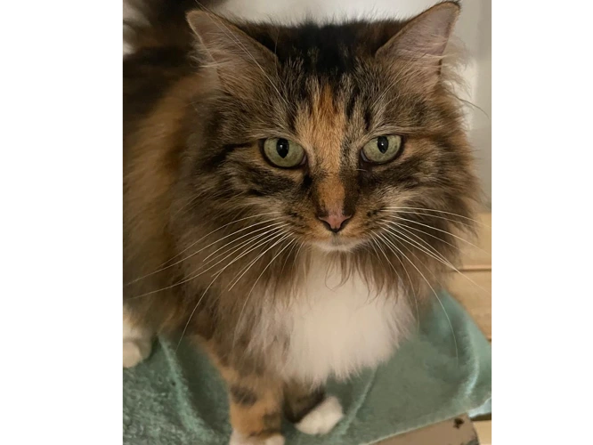 Molly 2