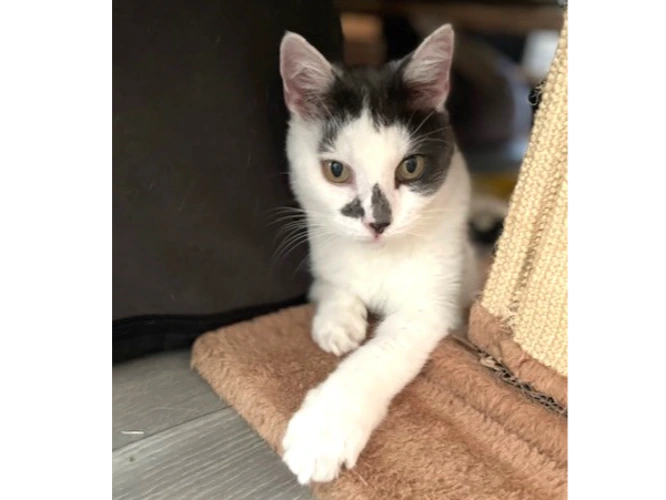 Oliver