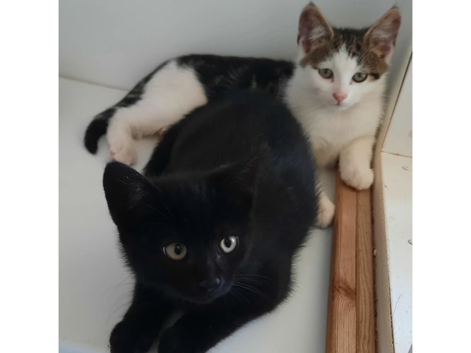Joy, Milo and Oliver