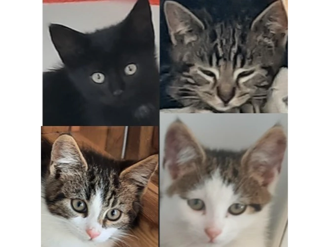 Joy, Leo, Milo and Oliver