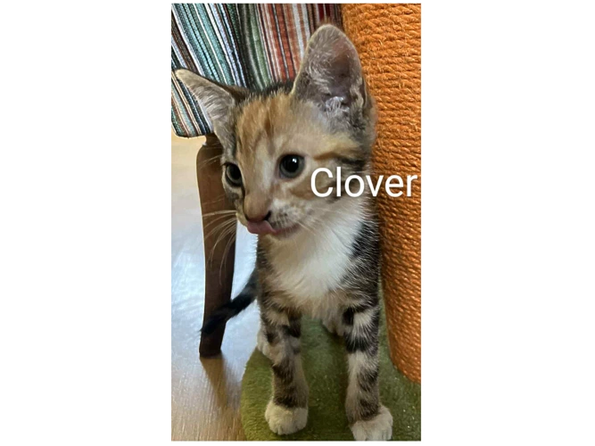 CLOVER