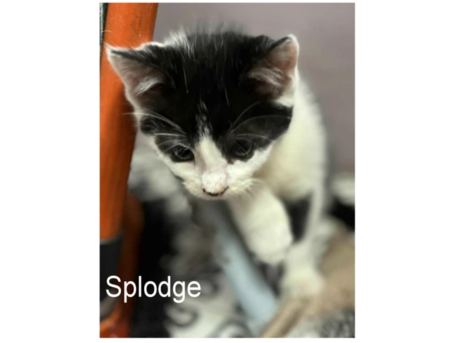 SPLODGE