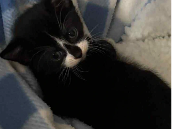 Domino, Uno, Jenga, Diablo & Tiddlywinks