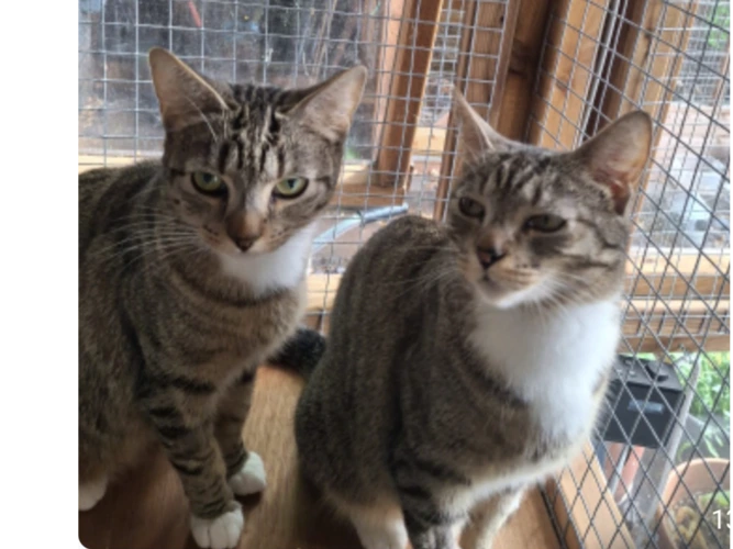 Gertrude and Alice