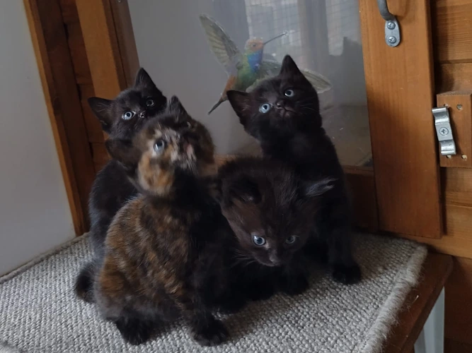 kittens