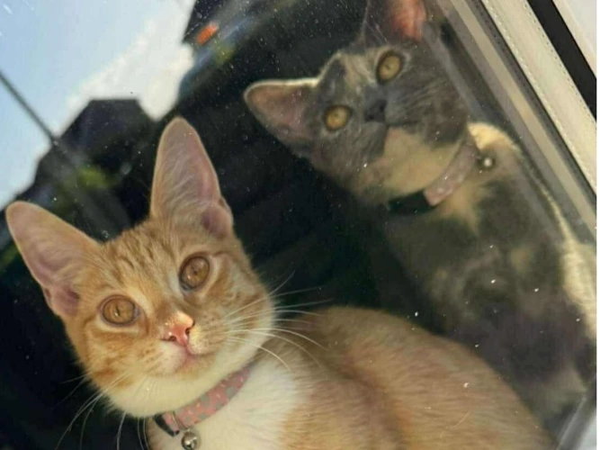 BELLA & SIMBA (DH)
