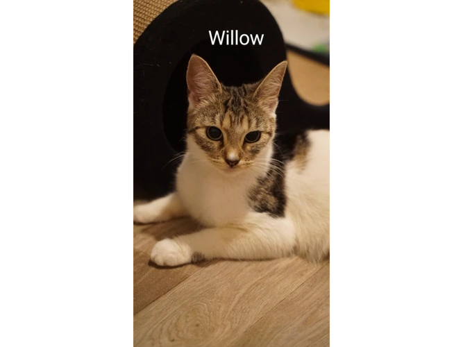 Willow