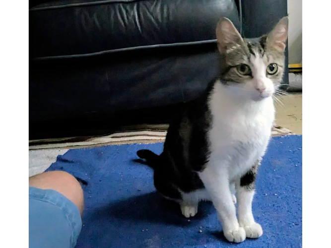 Nala