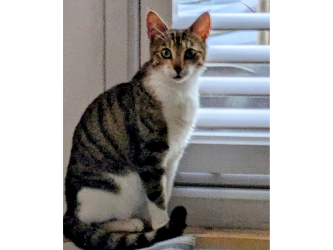 Missy