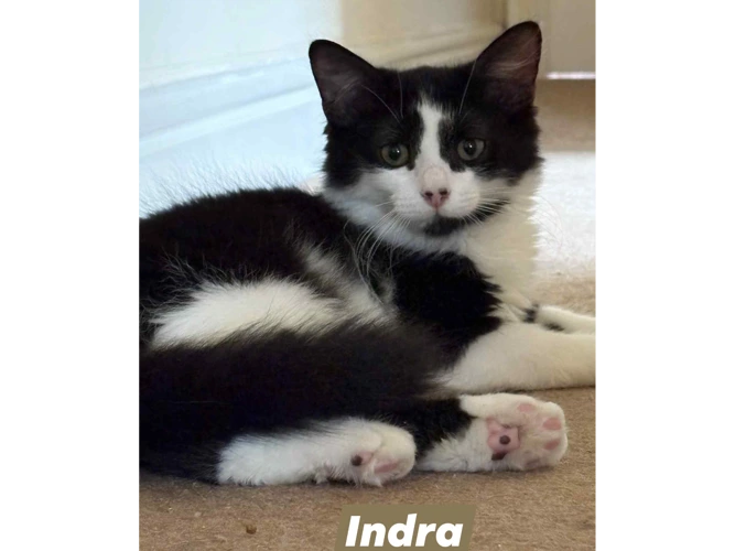 INDRA