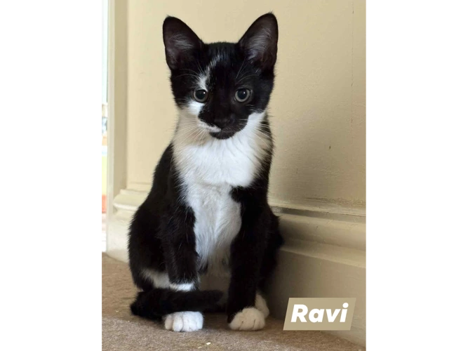 RAVI