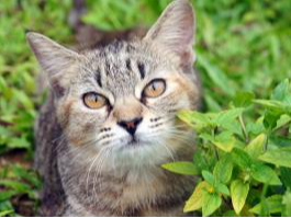 Rural homes — Domestic Cat