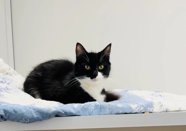 Cats Protection Halifax, Huddersfield & Wakefield Branch