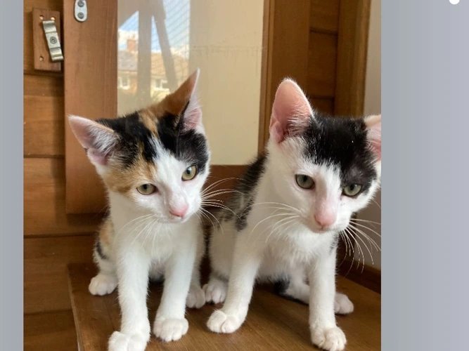 Tilly and Domino