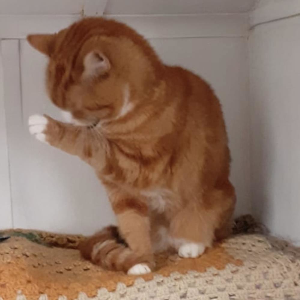 Thomas — Domestic Cat