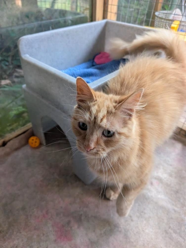 Mittens