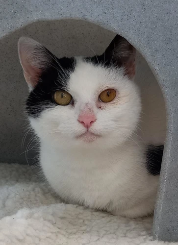 Suzie