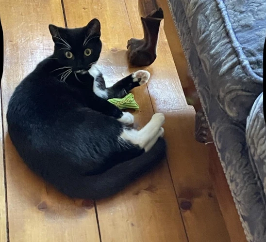 Saya