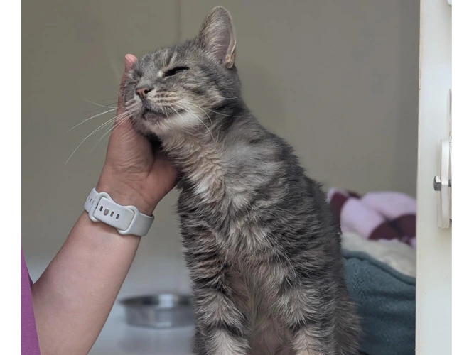 Juniper